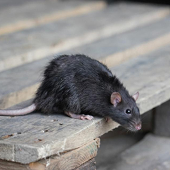 Vigilância Ambiental em Saúde de Botucatu faz alerta sobre a presença de roedores