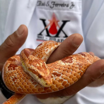 Pinacoteca de Botucatu recebe ação com serpentes do Cevap/Unesp em três sextas-feiras de fevereiro