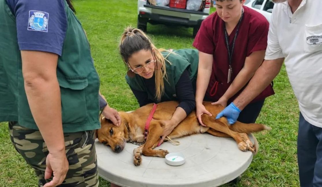 Botucatu monitora 17 casos positivos de leishmaniose canina em Rubião Júnior