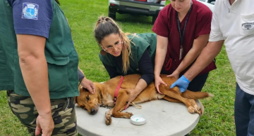 Botucatu monitora 17 casos positivos de leishmaniose canina em Rubião Júnior