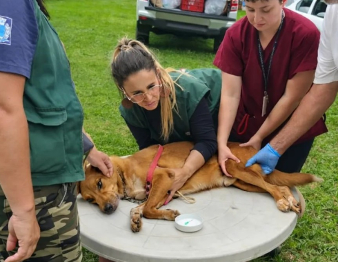 Botucatu monitora 17 casos positivos de leishmaniose canina em Rubião Júnior