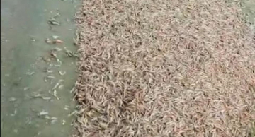 Camarões de água doce aparecem mortos no Rio Tietê e Cetesb apura