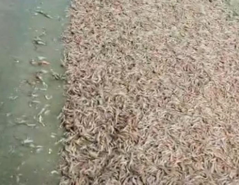 Camarões de água doce aparecem mortos no Rio Tietê e Cetesb apura