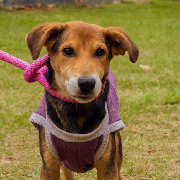 Botucatu realiza feira de adoção de cães e gatos neste sábado na Praça do Bosque