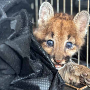 Filhote de onça-parda atropelado é salvo e reabilitado no CEMPAS da Unesp de Botucatu