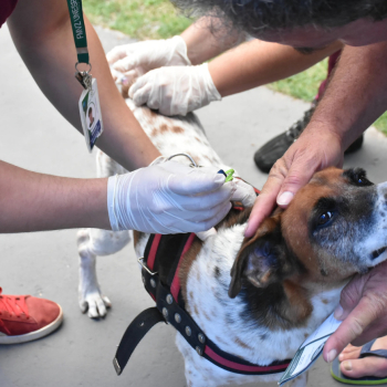 Vigilância Ambiental vacina mais de 700 animais em ação antirrábica em Botucatu