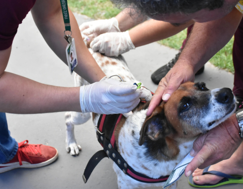 Vigilância Ambiental vacina mais de 700 animais em ação antirrábica em Botucatu