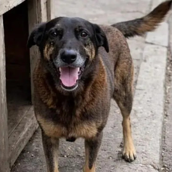 Botucatu terá manifestação por justiça pelo cão Orelha no domingo (08)