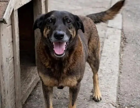 Polícia conclui investigação e diz quem matou cão Orelha em Santa Catarina