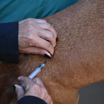 Ações da Vigilância colocam Botucatu em destaque na prevenção de zoonoses
