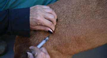 Ações da Vigilância colocam Botucatu em destaque na prevenção de zoonoses