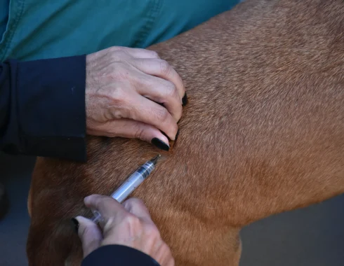 Ações da Vigilância colocam Botucatu em destaque na prevenção de zoonoses