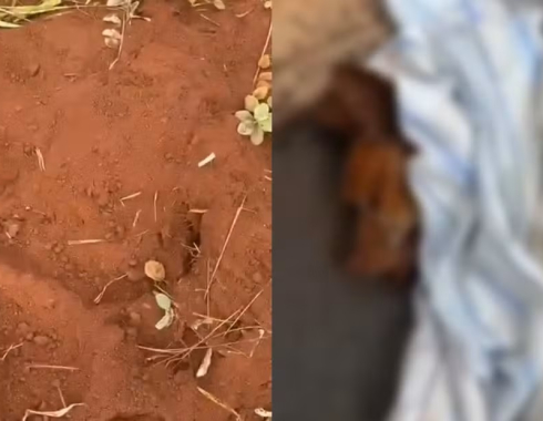 Cão morre após ser enterrado vivo em Jaú