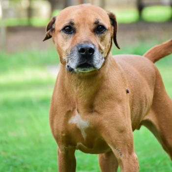 Feirinha de Adoção acontece neste sábado no Canil Municipal de Botucatu