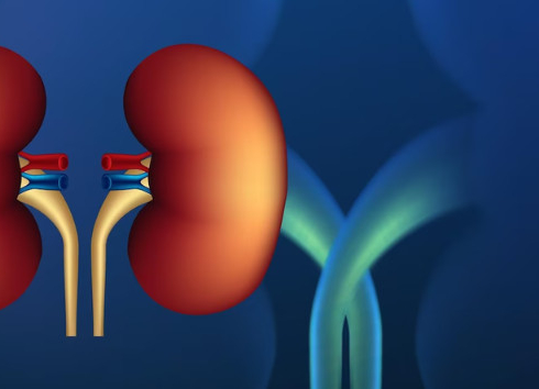 HCFMB e FMB promovem atividade para lembrar o Dia Mundial do Rim