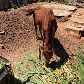Polícia Civil apura maus-tratos a cavalo e apreensão de aves silvestres em Botucatu