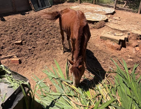 Polícia Civil apura maus-tratos a cavalo e apreensão de aves silvestres em Botucatu