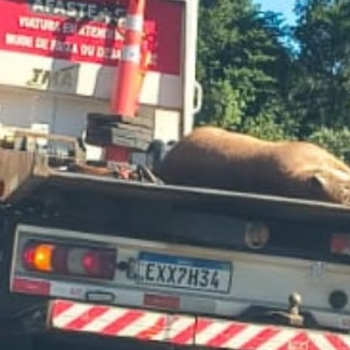 Onça-parda morre atropelada na Rodovia Castelo Branco, em Bofete