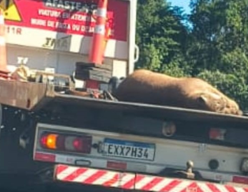 Onça-parda morre atropelada na Rodovia Castelo Branco, em Bofete