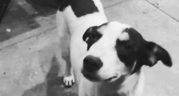 Polícia Civil identifica motorista investigado por atropelar e matar cão em Itatinga