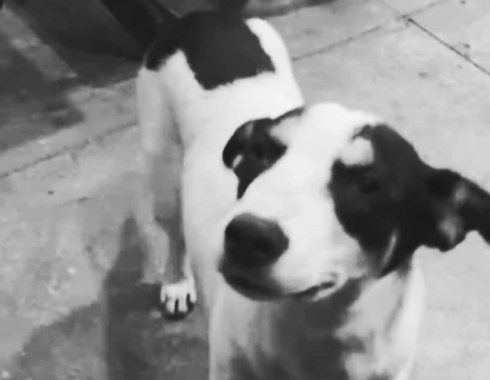 Polícia Civil identifica motorista investigado por atropelar e matar cão em Itatinga