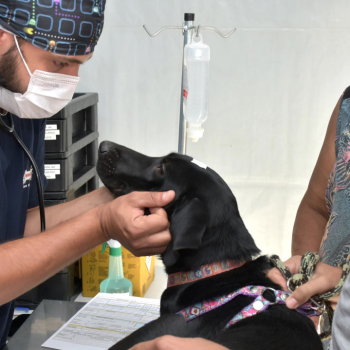 Botucatu realiza 29º Mutirão de Castração Gratuita para cães nos dias 14 e 15 de março