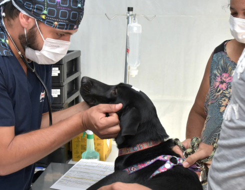 Botucatu realiza 29º Mutirão de Castração Gratuita para cães nos dias 14 e 15 de março