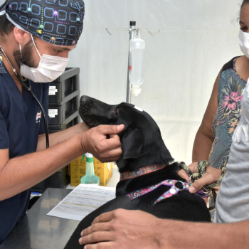 Botucatu realiza 29º Mutirão de Castração Gratuita para cães nos dias 14 e 15 de março