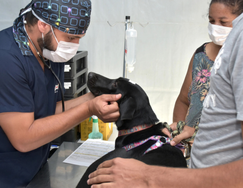 Botucatu realiza 29º Mutirão de Castração Gratuita para cães nos dias 14 e 15 de março