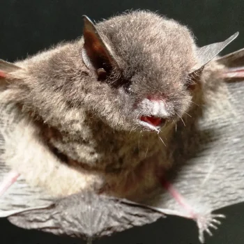 Morcego com resultado positivo para raiva é identificado em Botucatu