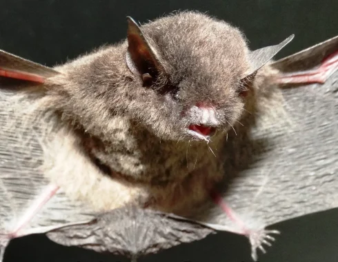 Morcego com resultado positivo para raiva é identificado em Botucatu