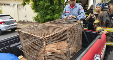Onça-parda é encontrada dentro de garagem no Centro de Bauru