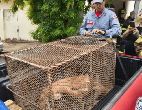Onça-parda é encontrada dentro de garagem no Centro de Bauru