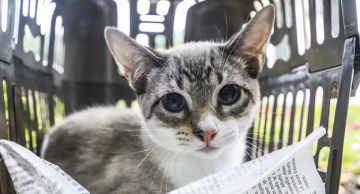 Mutirão estadual de castração atenderá 400 animais em Botucatu no mês de agosto