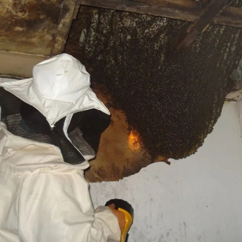 Abelhas africanizadas exigem atenção: número de acidentes preocupa e já registra morte em Botucatu em 2026