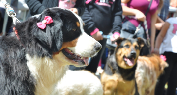 Parque Municipal recebe edição do Cãopanheiro no sábado (11) em Botucatu