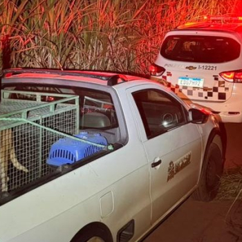 Homens são presos por abandono de animal e exposição de menor a risco em estrada rural da região