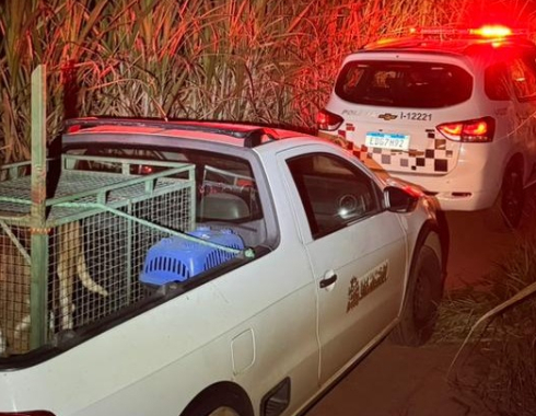 Homens são presos por abandono de animal e exposição de menor a risco em estrada rural da região