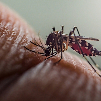 Estudo da Unesp Botucatu aponta maior risco de morte por dengue em pacientes renais crônicos