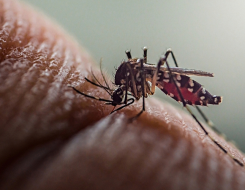 Estudo da Unesp Botucatu aponta maior risco de morte por dengue em pacientes renais crônicos