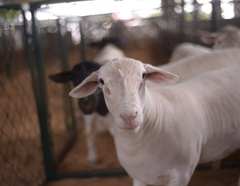 Facilpa mantém tradição e aposta em exposições que contam a história da região