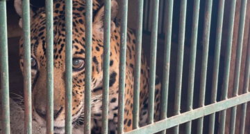 Botucatu no centro da ciência: Unesp realiza transfusão inédita e salva onça-pintada em caso de repercussão internacional