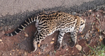Jaguatirica é atropelada e encontrada morta na Alcides Soares em Botucatu 