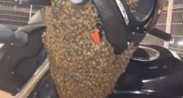 Abelhas tentam “pegar carona” em moto em Botucatu