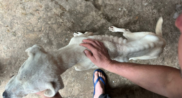 Homem é preso em flagrante por maus-tratos a cadela em Botucatu