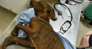 Tutora é presa em flagrante por maus-tratos após cadela ser resgatada em estado grave no Jardim Cambuí