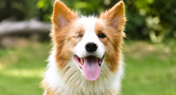 Canil Municipal abre as portas para adoção de cães e gatos neste domingo em Botucatu