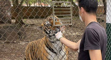 Pesquisa de egresso da Unesp de Botucatu melhora manejo veterinário e reduz agressividade de tigres