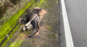 Tamanduá-bandeira morre após atropelamento em rodovia entre Botucatu e Anhembi