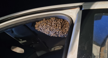 Enxame de abelhas africanizadas é capturado dentro de veículo em Botucatu